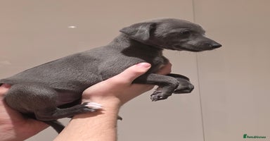 Whippet dogs Stunning kc reg whippets  - Advert 4