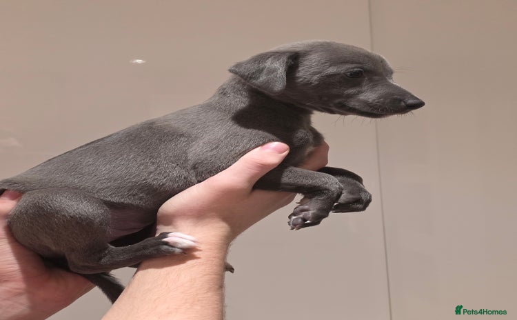 Whippet dogs Stunning kc reg whippets  - Advert 4