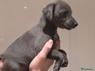 Whippet dogs Stunning kc reg whippets - Advert 3