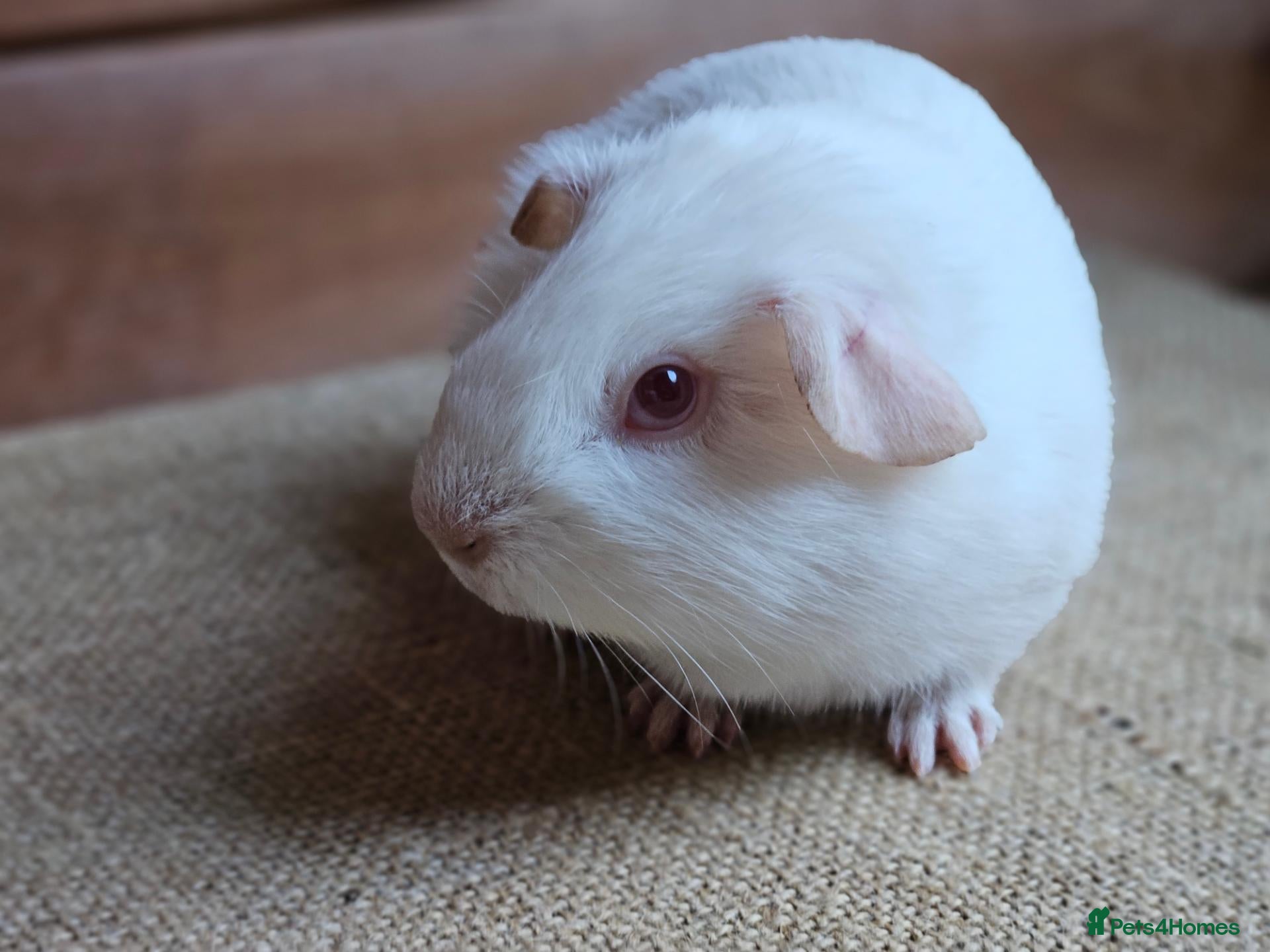 Guinea Pig rodents Single 6-8 wk baby boy for bonding with solo boy - Advert 12