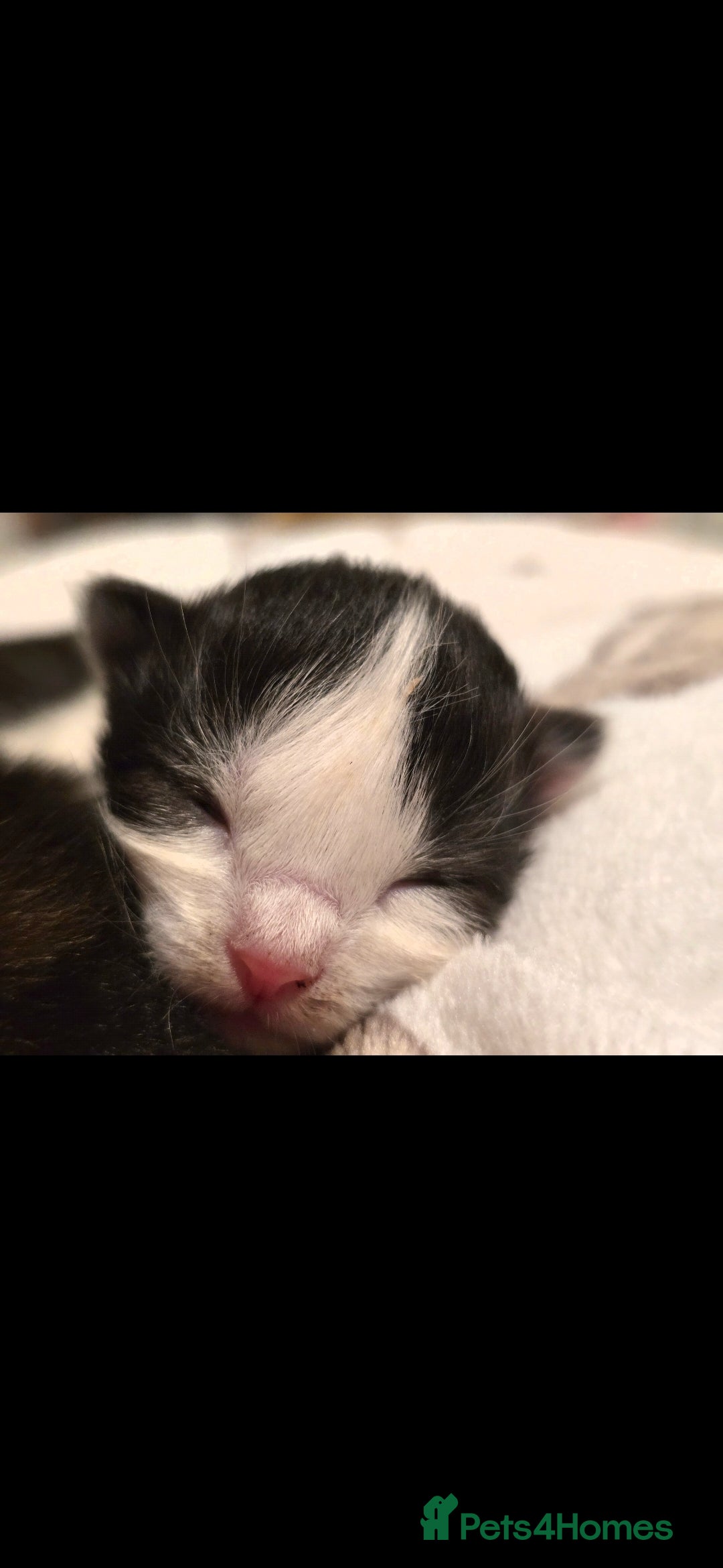 Mixed Breed cats for sale: Two kittens ready 28th december  - Advert 5