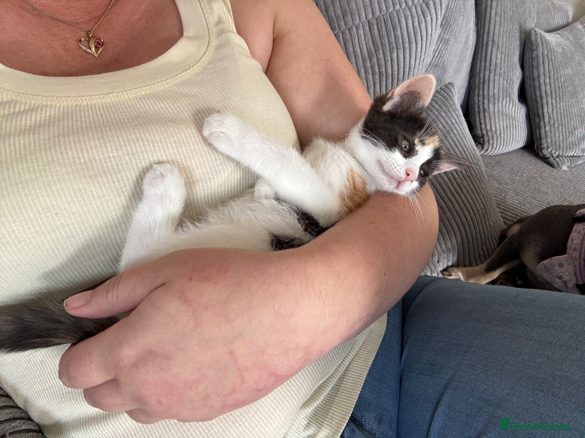 Mixed Breed cats for sale: Last 1 Stunning calico looking for forever home - Advert 5