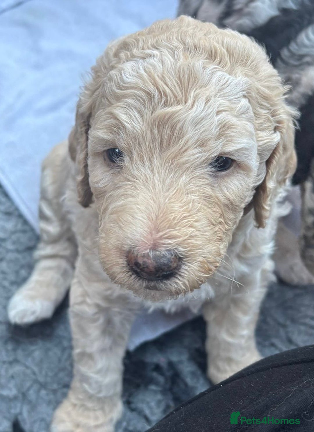 Goldendoodle dogs for sale: F1B moyen golden doodle  - Image 5