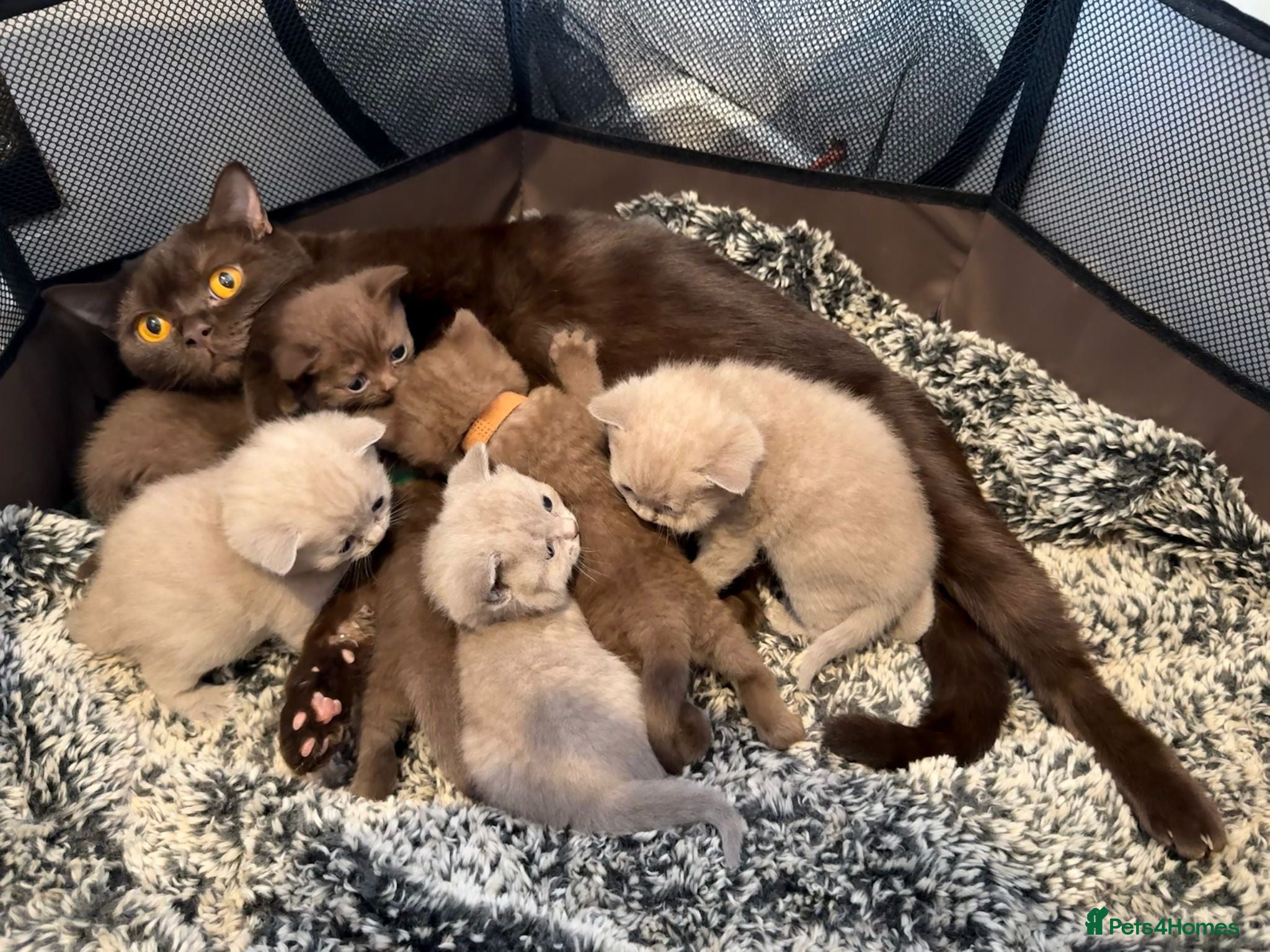 British Shorthair cats for sale: British Shorthair Kittens - Advert 2