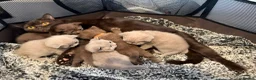 British Shorthair cats for sale: British Shorthair Kittens - Advert 5