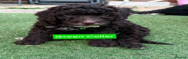 Cockapoo 6