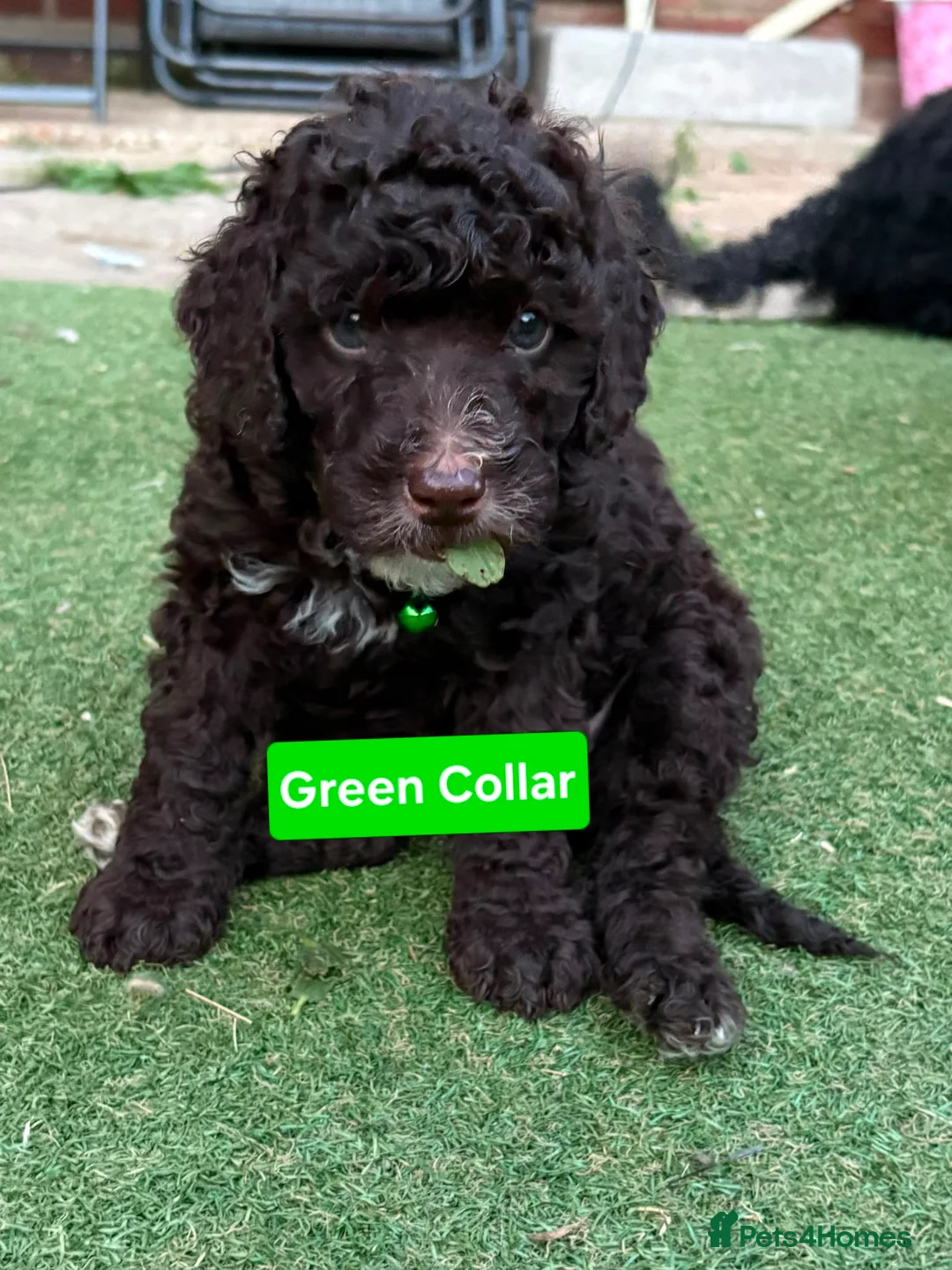 Cockapoo dogs for sale: Cockapoo Puppies  - Advert 2