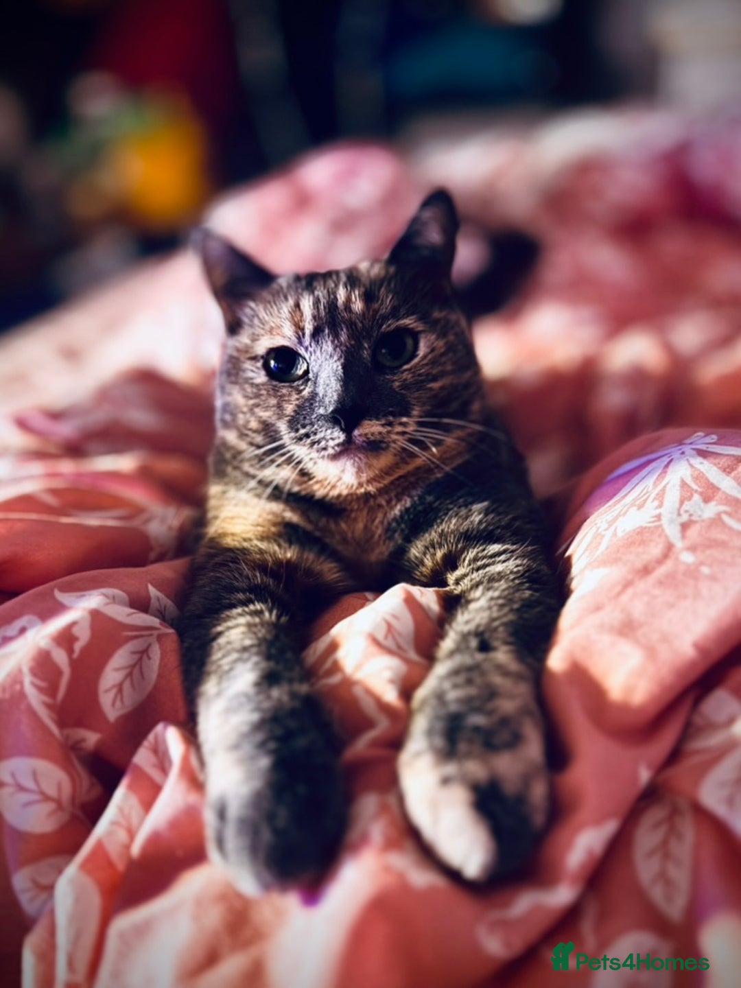 Mixed Breed cats for sale: Beautiful Layla needs a new family - Advert 2