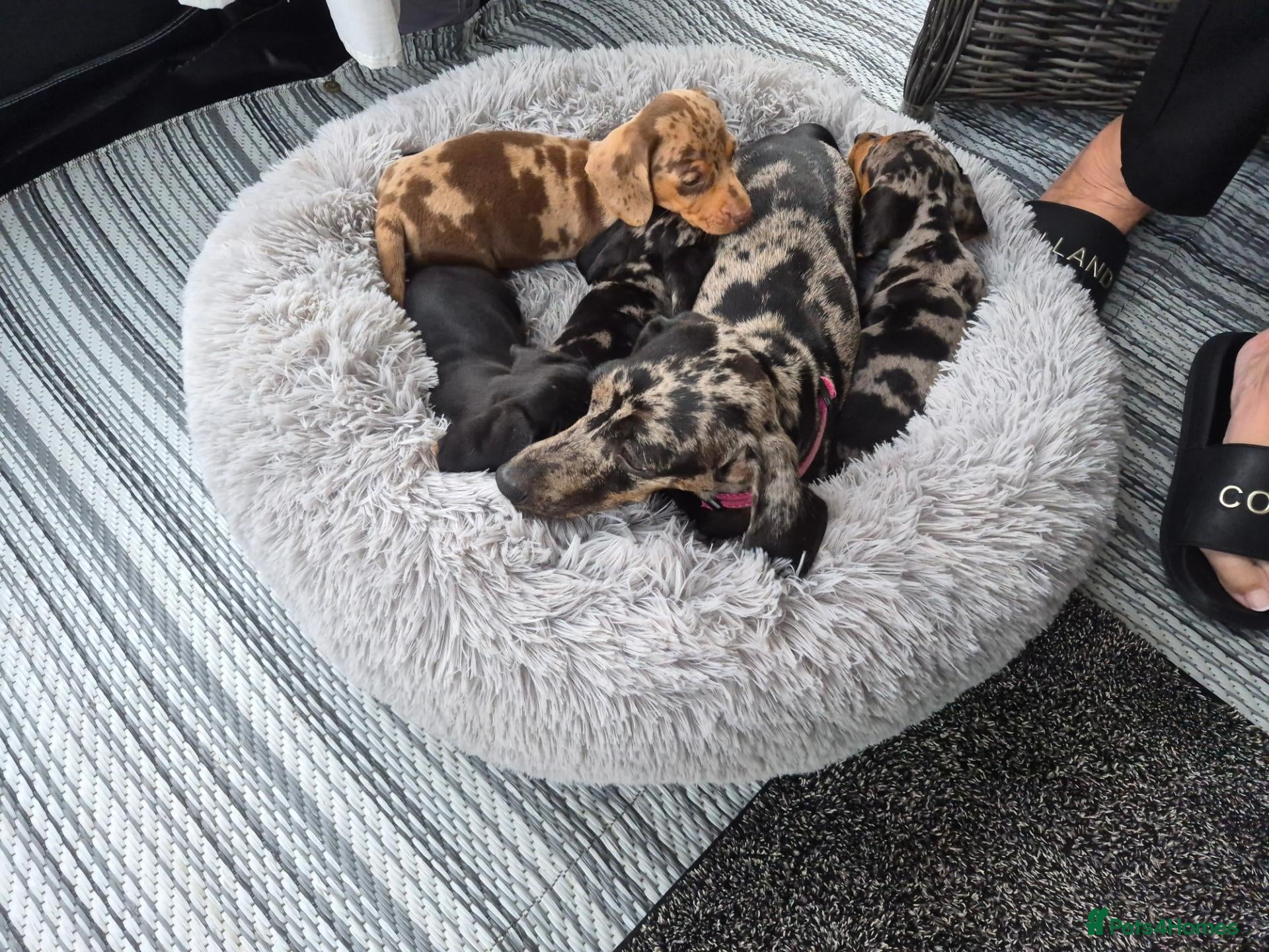 Miniature Dachshund dogs Miniature dachshund puppies - Advert 1