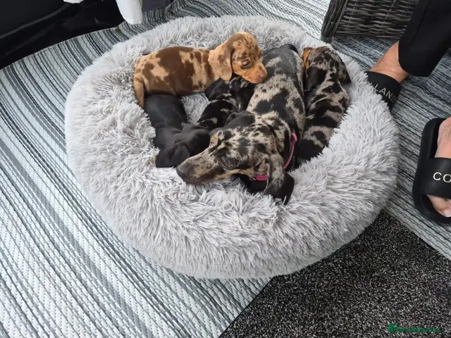 Miniature Dachshund dogs Miniature dachshund puppies - Advert 11