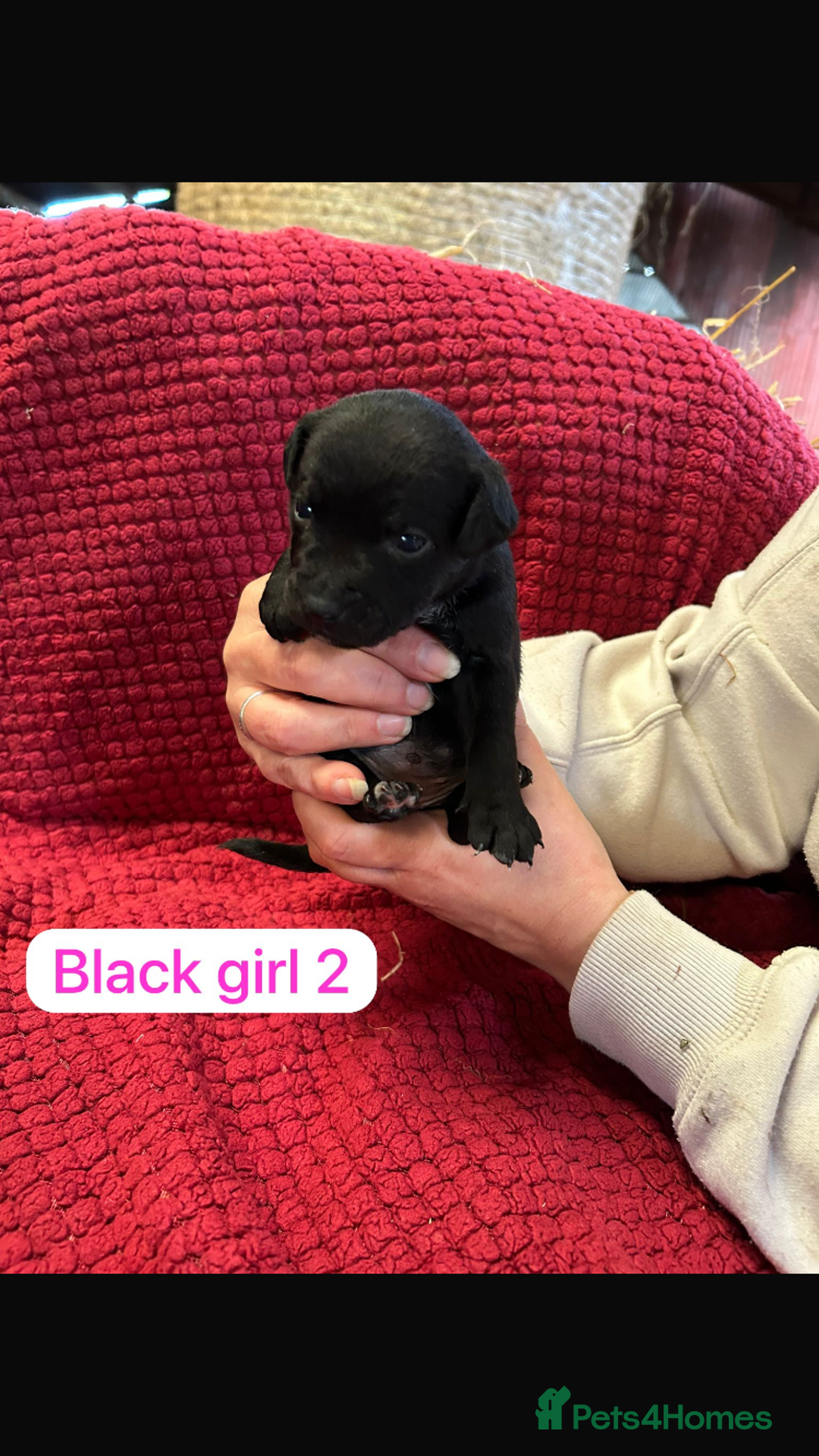 Patterdale Terrier dogs for sale: Quality Patterdale Terrier Puppies  - Advert 7