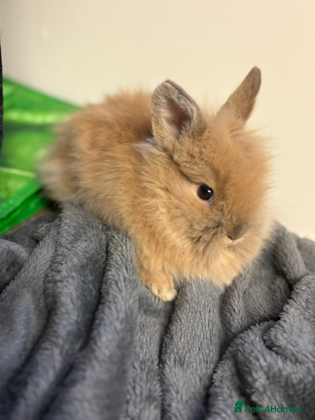 Lionhead rabbits for sale: Double maned lionhead babies  - Advert 3
