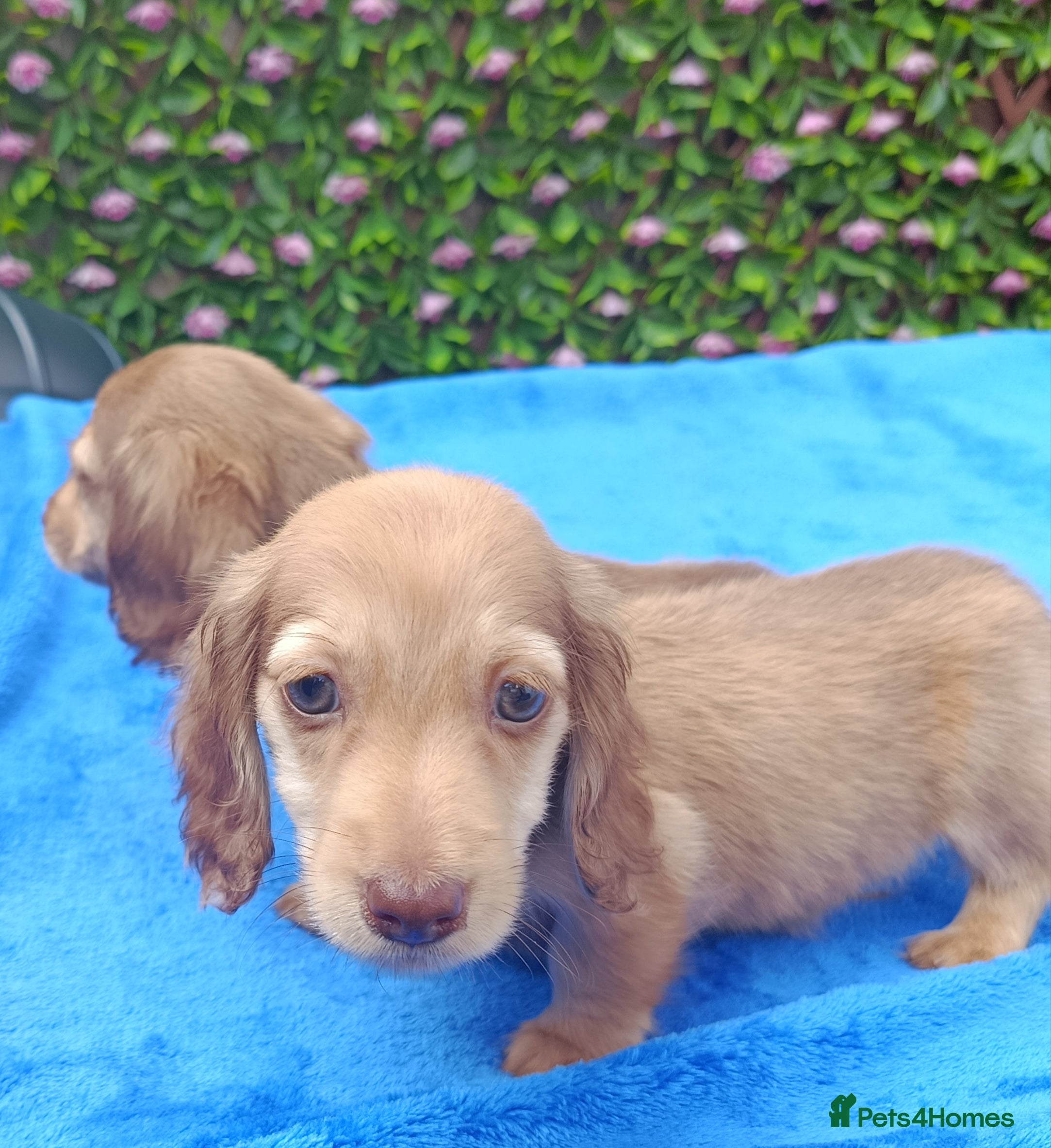 Dachshund dogs LONG HAIRED MINI PRA KC REG SHADED CREAMS  - Advert 2