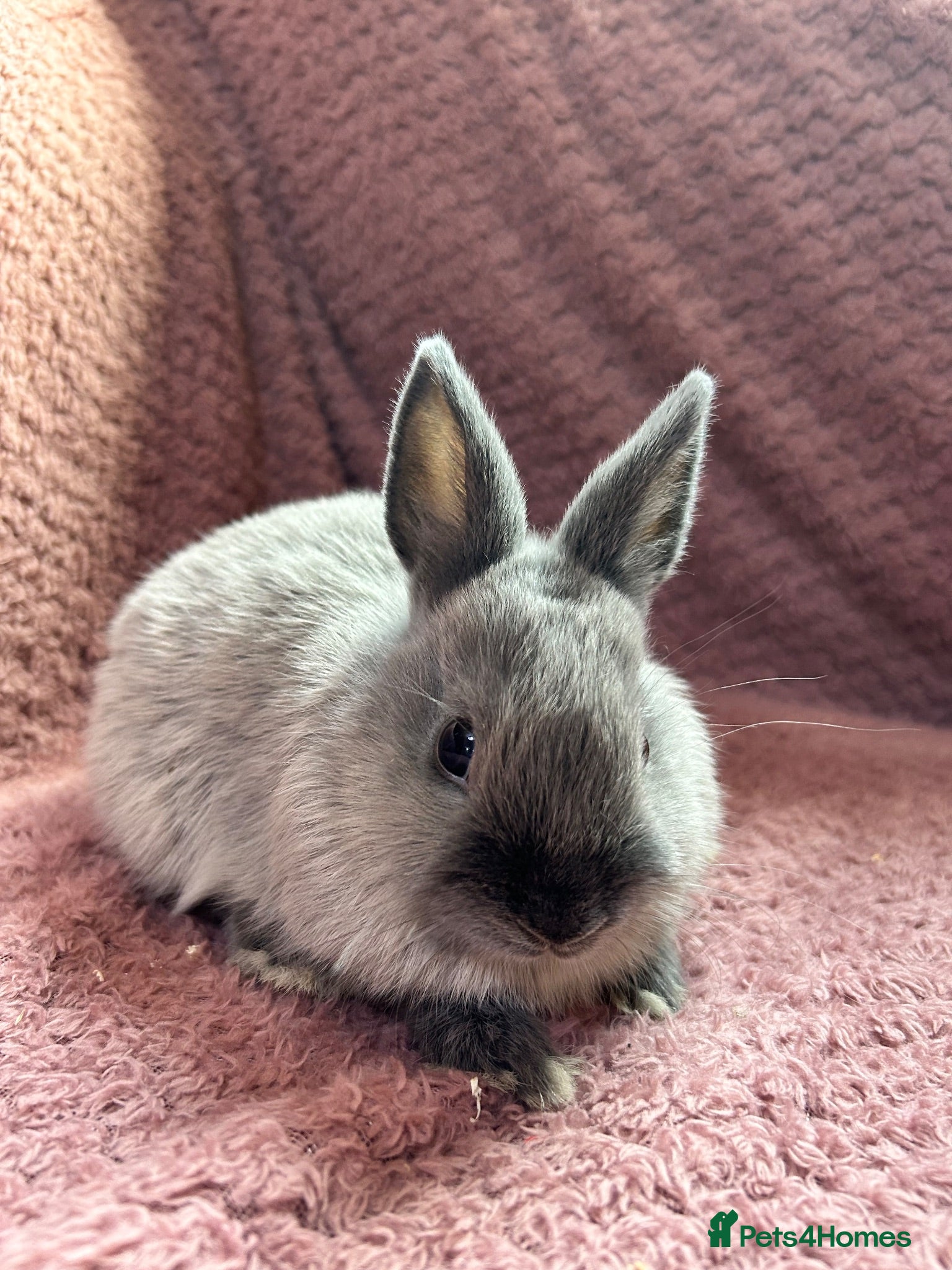 Netherland Dwarf rabbits Netherland Dwarf Baby Rabbits  - Advert 1