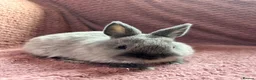 Netherland Dwarf rabbits for sale: Netherland Dwarf Baby Rabbits  - Advert 3