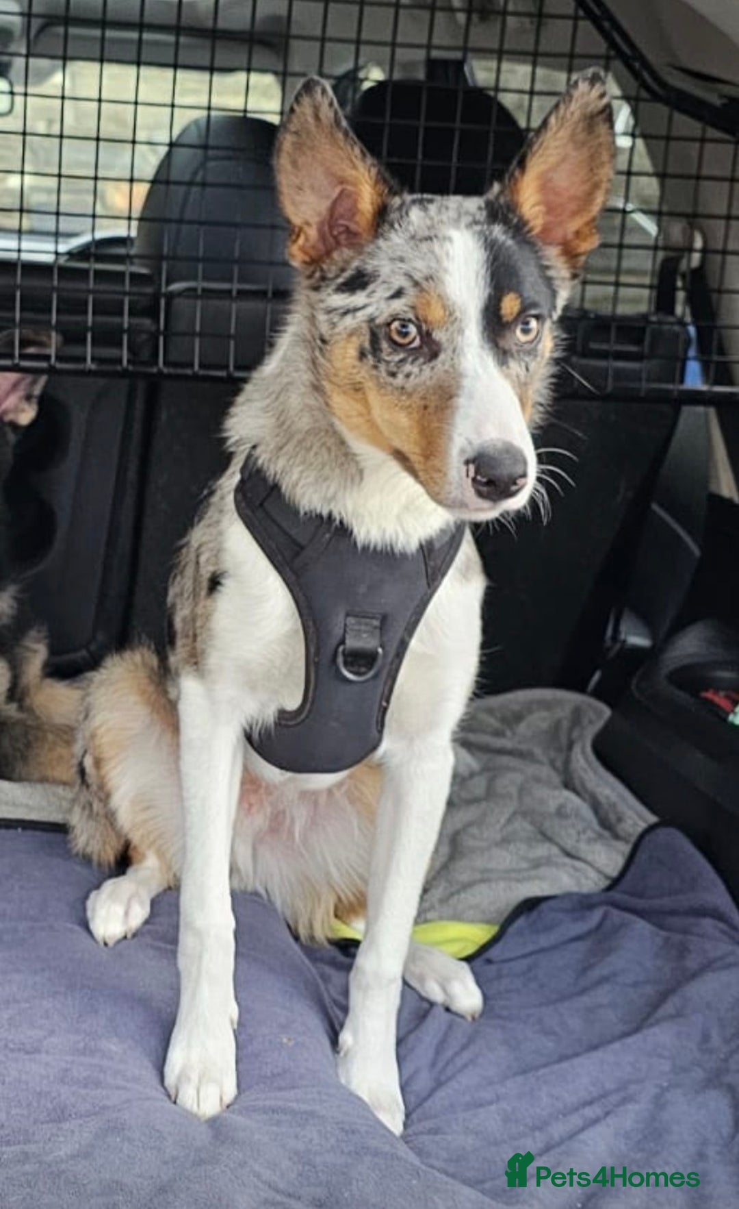 Border Collie dogs for sale: Border collie blue merle 7 months pup - Advert 3