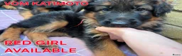 German Shepherd dogs for sale: KC Register German Shepherd puppies  in London - Advert 16