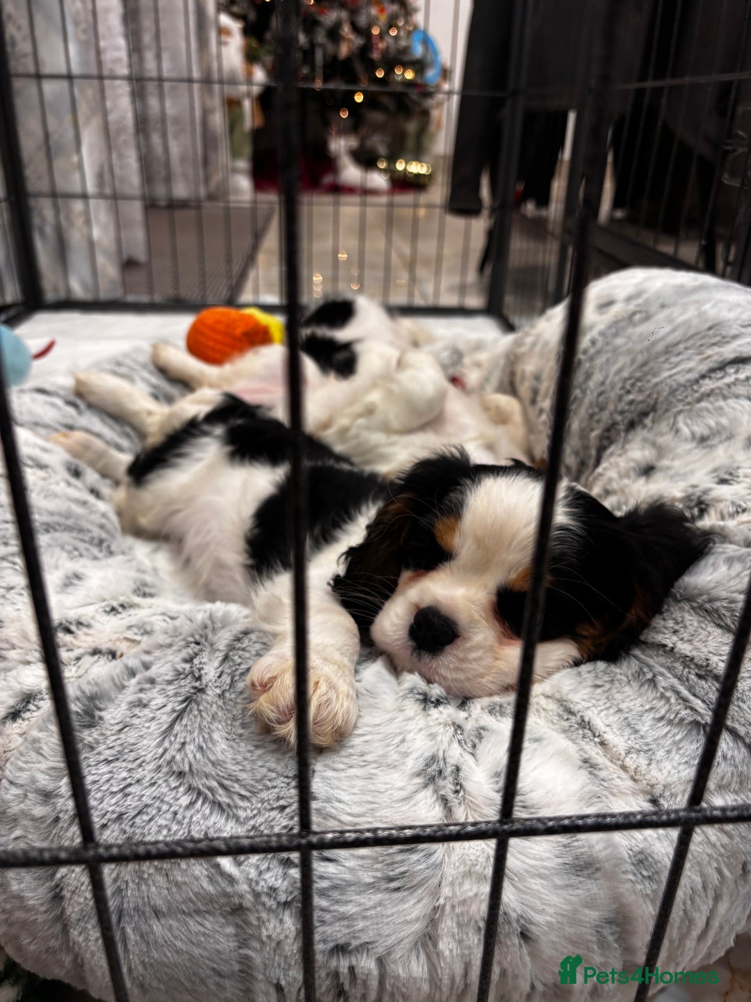 Cavalier King Charles Spaniel dogs for sale: Cavalier puppies  - Advert 2