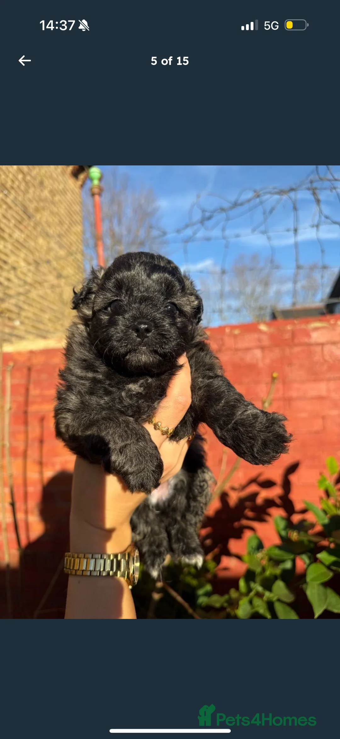 Maltipom dogs for sale: Maltipom puppies  - Advert 5