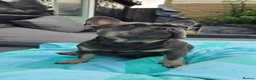 French Bulldog dogs for sale: 🐾 chunky french bulldog pups 🐾 - Advert 2