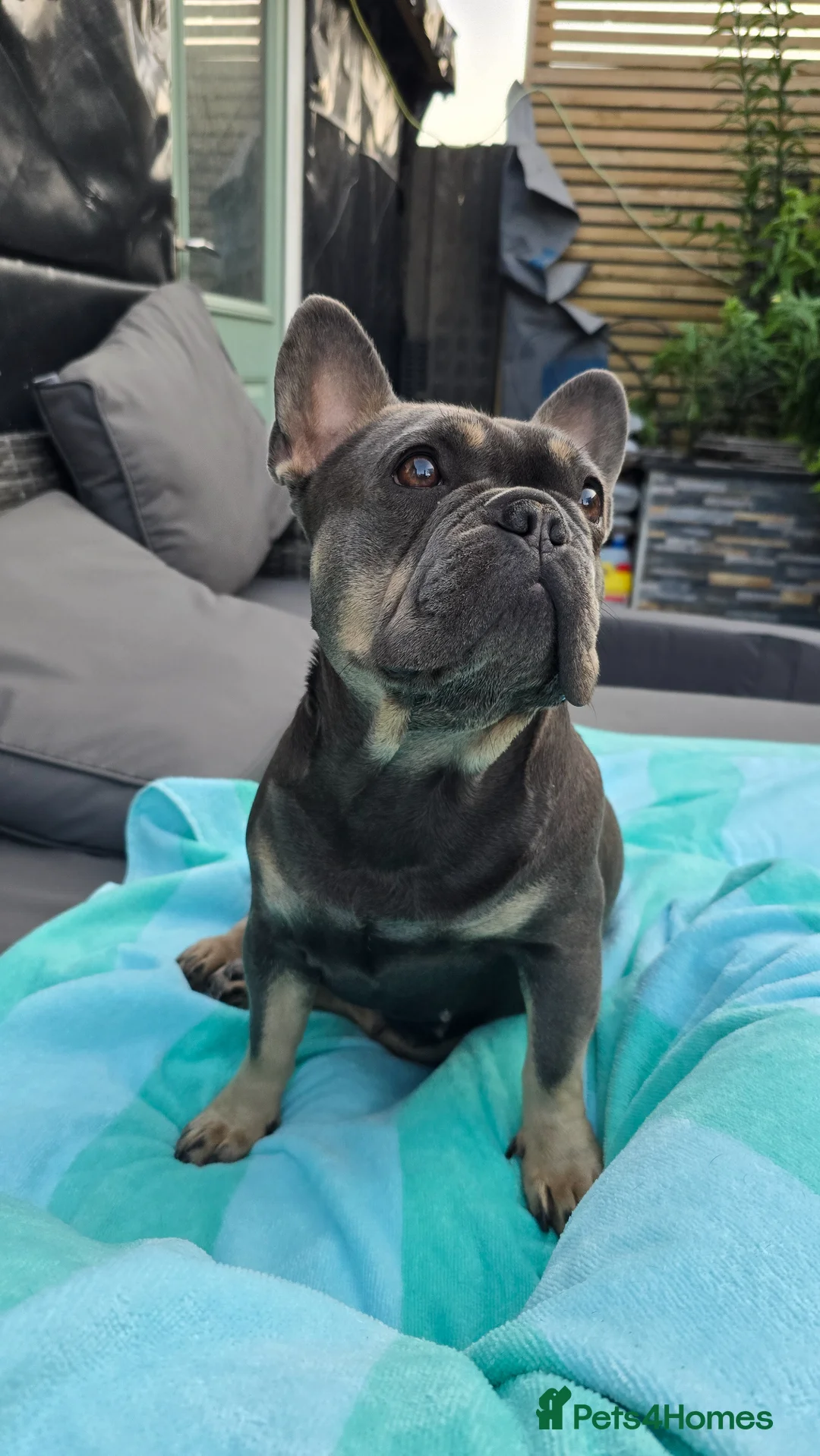 French Bulldog dogs for sale: 🐾 chunky french bulldog pups 🐾 - Advert 2