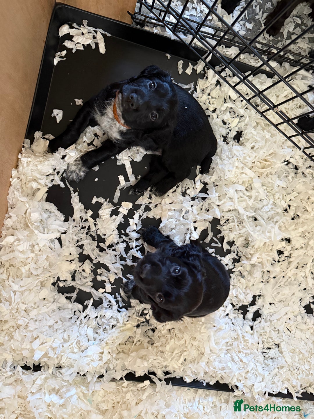 Cocker Spaniel dogs for sale: FTW Sired KC Reg Working Cocker Spaniel Puppies in Stocksfield - Image 17