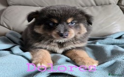 Pomsky dogs for sale: Stunning Pomsky Puppies Ready Now - Image 2