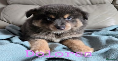 Pomsky dogs - Advert 16