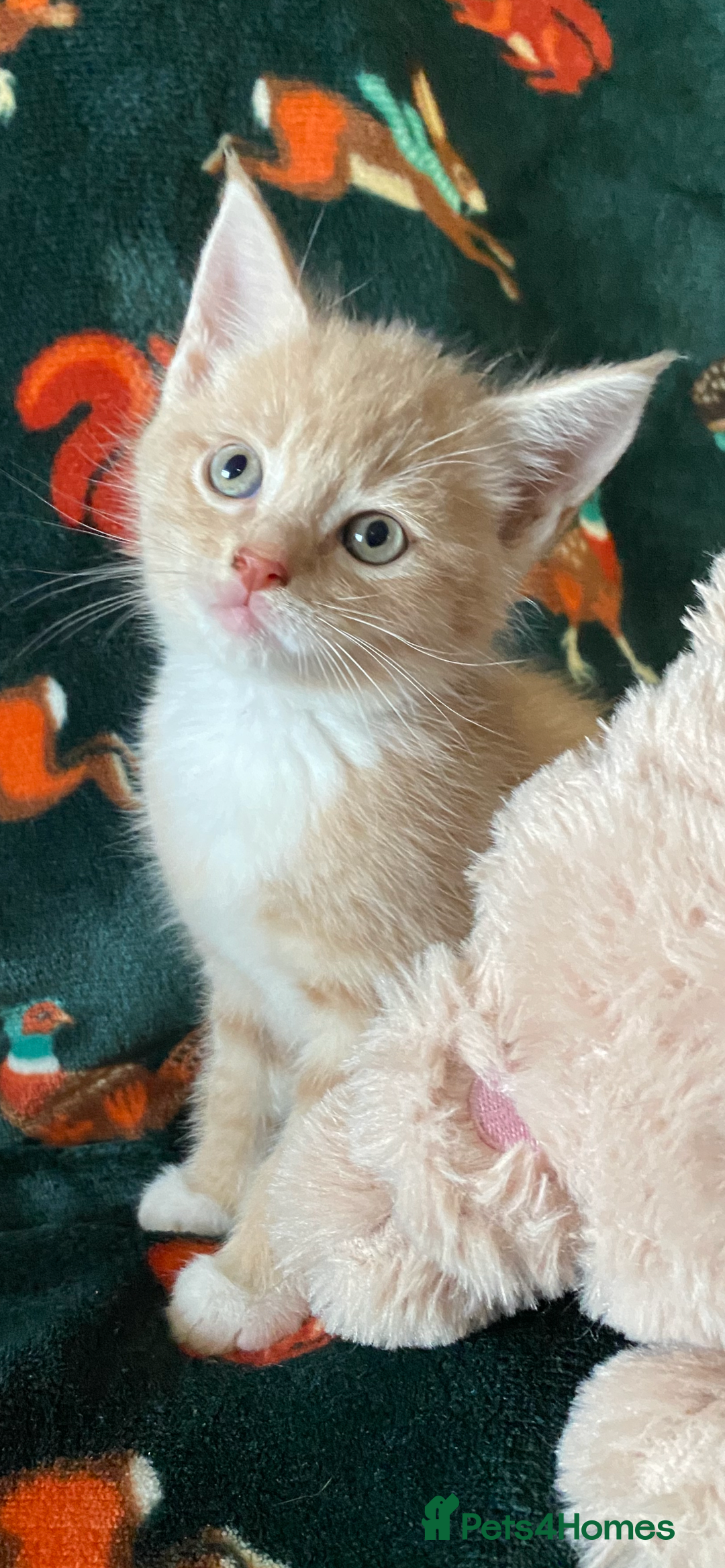 Maine Coon cats for sale: Maine Coon, BSH moggy mix - Advert 9