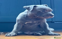 Staffordshire Bull Terrier dogs for sale: 🐾 Beautiful KC Fully Vaccinated Girl Available 🐾 in Peterborough - Image 16