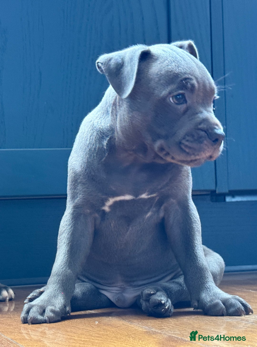 Staffordshire Bull Terrier dogs for sale: 🐾 Beautiful KC Fully Vaccinated Girl Available 🐾 in Peterborough - Image 16