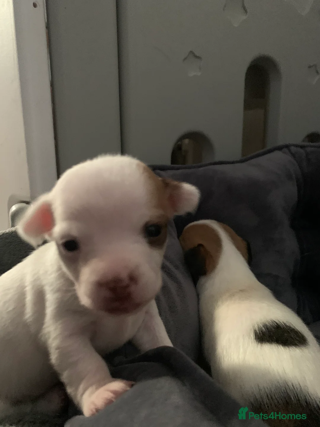 Jack Chi dogs for sale: 🚨‼️Only 1 remaining‼️🚨 - Advert 14