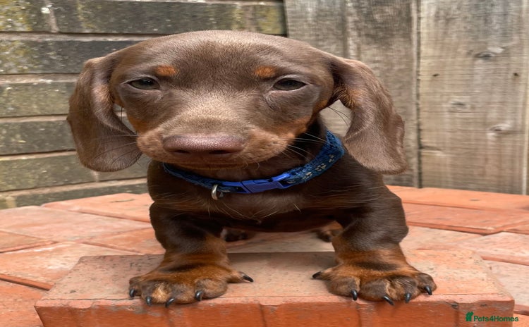 Miniature Dachshund dogs - Advert 8