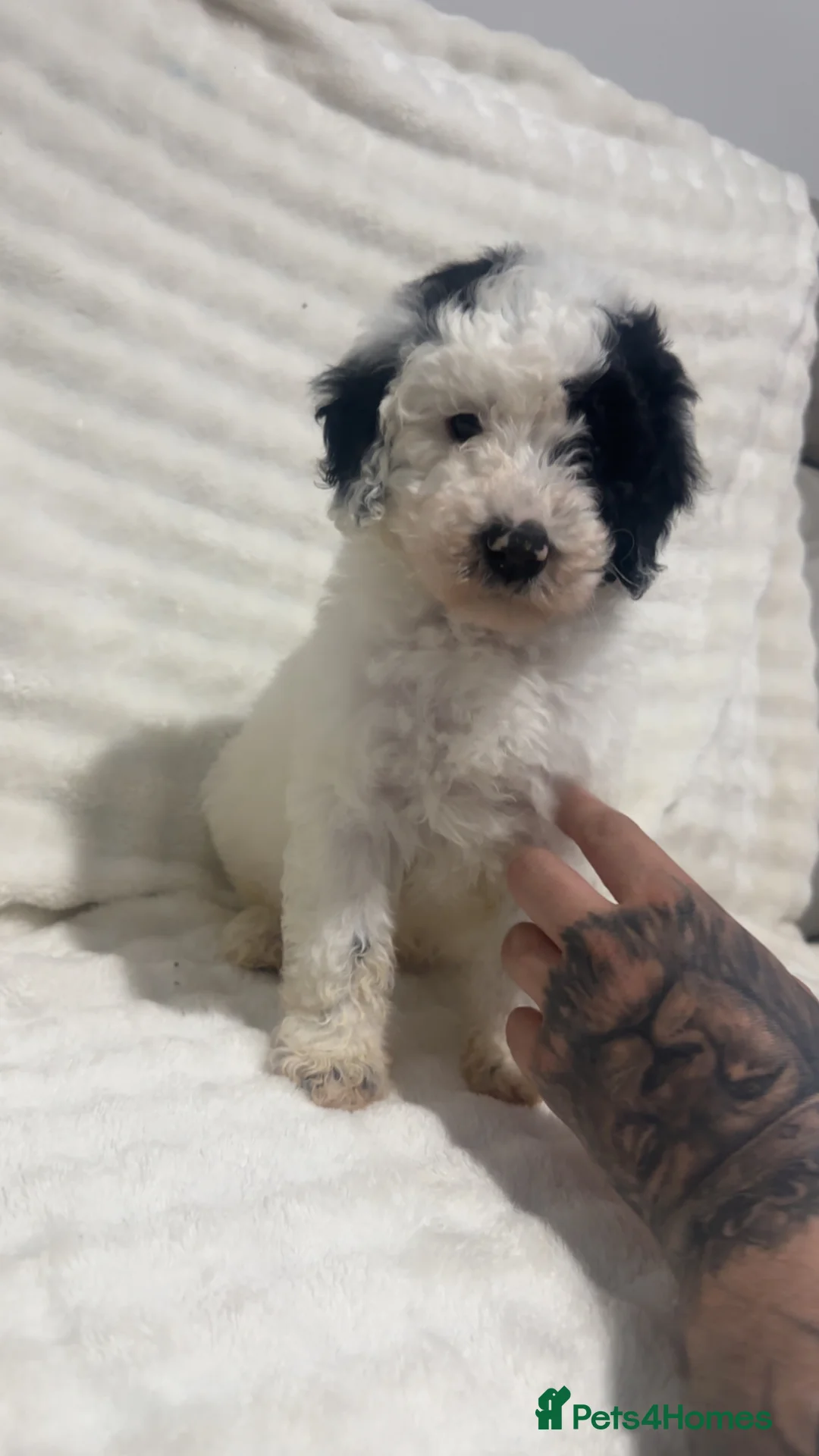 Australian Labradoodle dogs for sale: Australian labradoodle puppies  in Northampton - Advert 1