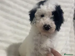 Australian Labradoodle dogs Australian labradoodle puppies - Advert 2