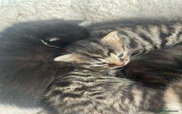 Bengal cats for sale: Part bengal kittens  - Image 5