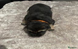 Mixed Breed dogs for sale: Beautiful German shepherd puppies for sale  - Image 4