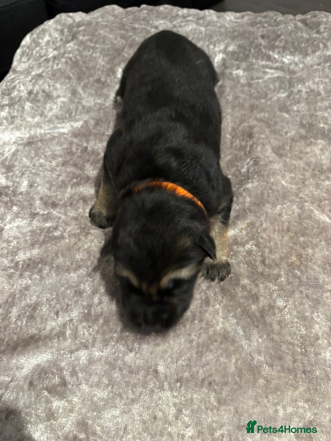Mixed Breed dogs for sale: Beautiful German shepherd puppies for sale  - Image 4