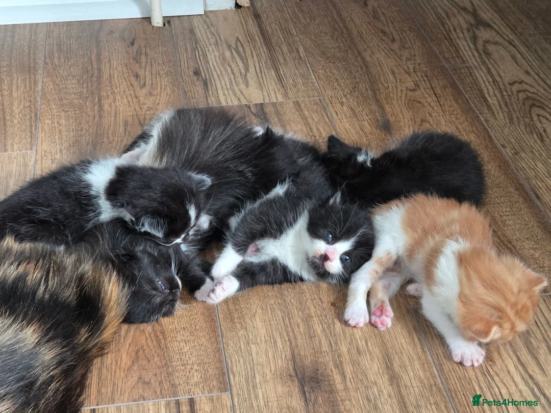 Mixed Breed cats for sale: 6 kittens ready to go to their forever home in Lincoln - Advert 2