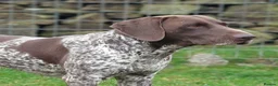 German Shorthaired Pointer dogs for stud: German Short Haired Pointer STUD - Advert 3