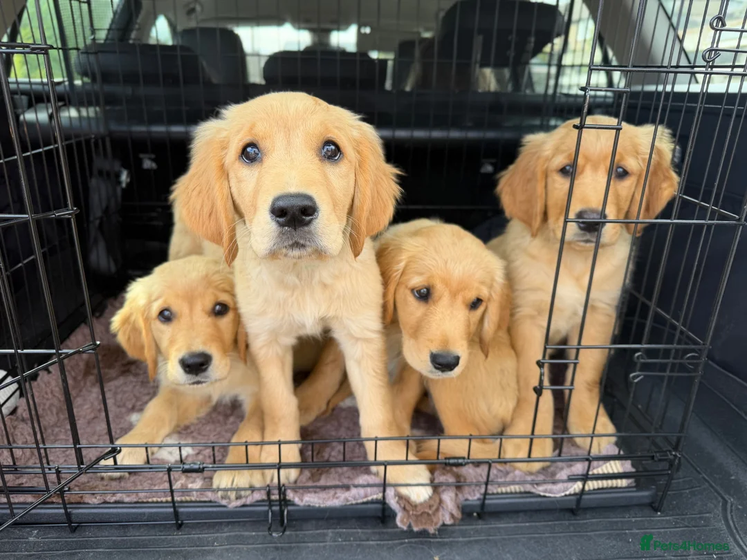 Golden Retriever dogs for sale: KC Golden Retriever Puppies-Health Tested Parents - Advert 2
