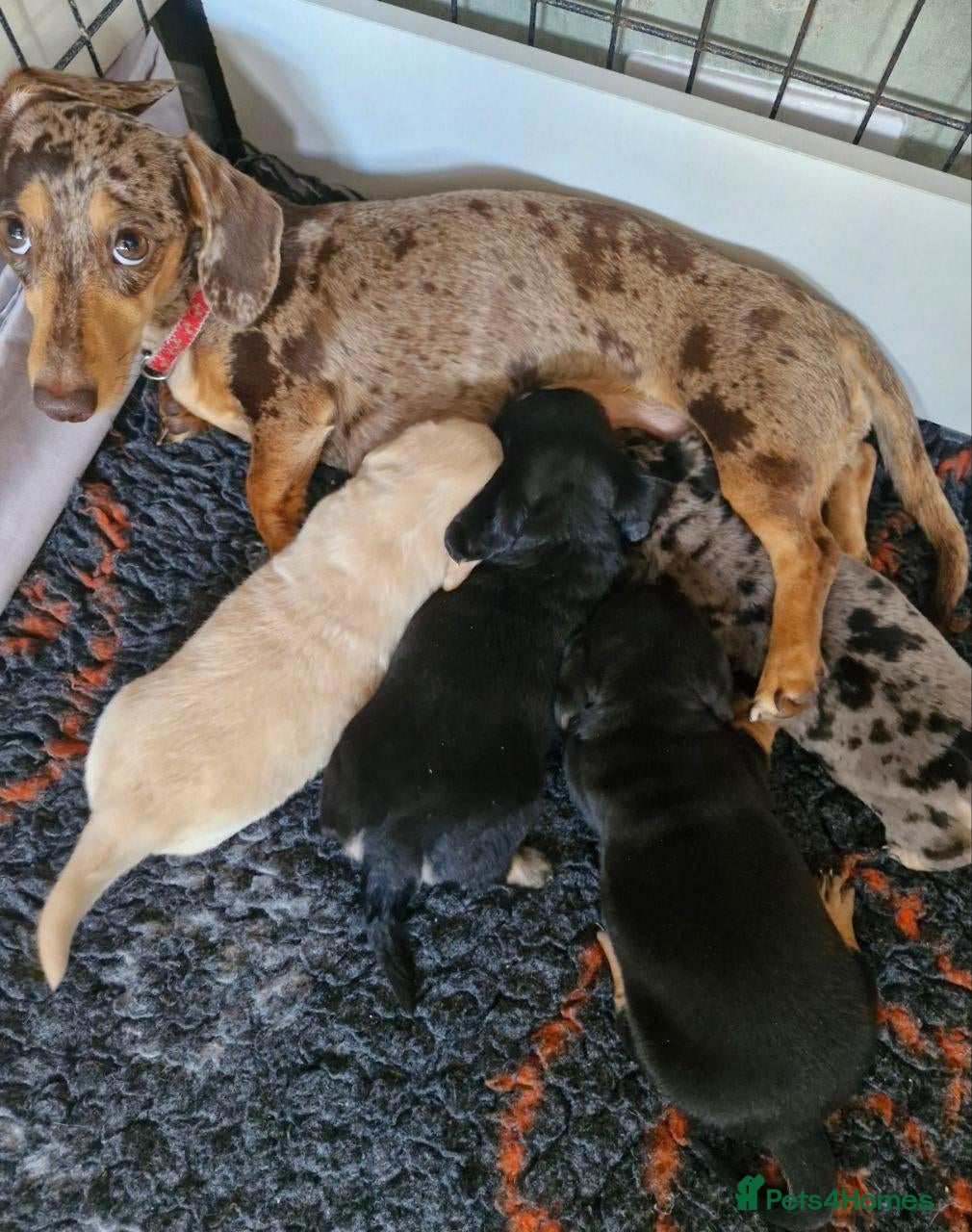 Miniature Dachshund dogs Beautiful Puppies  - Advert 1