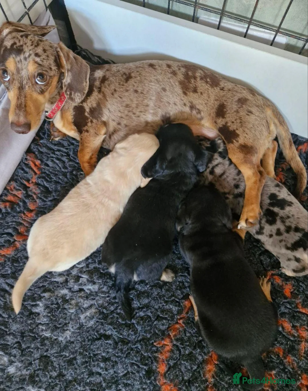 Miniature Dachshund dogs for sale: Beautiful Puppies  - Advert 1