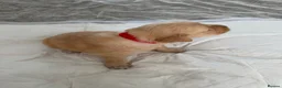 Golden Retriever dogs for sale:  Golden retriever puppies  - Advert 28