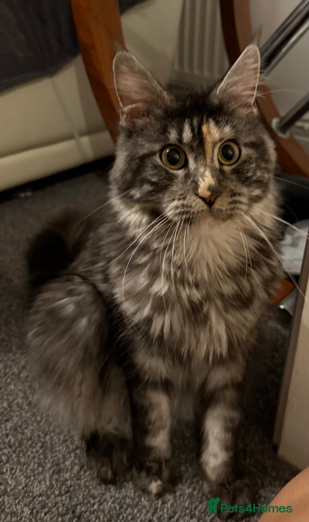 Maine Coon cats for sale: MainCoon For Sale - Image 6