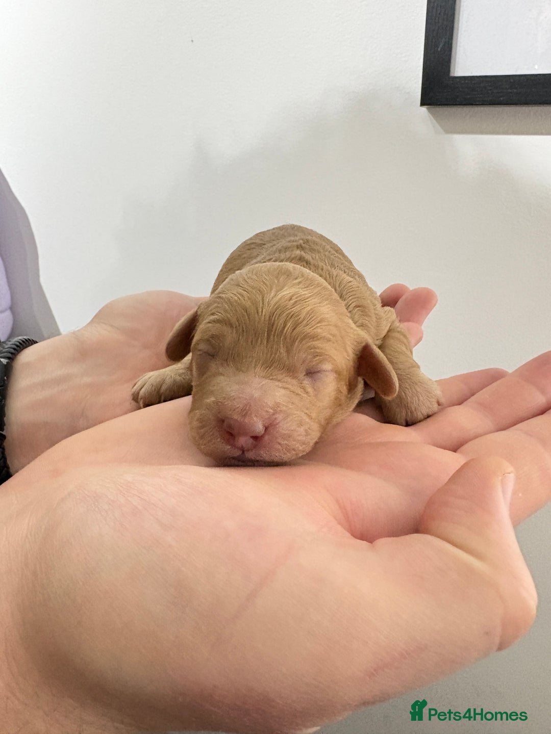 Cavapoo dogs for sale: 4 gorgeous cavapoo puppies - Advert 10