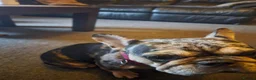French Bulldog dogs for sale: Beautifull blue blood frenchie in Carnforth - Advert 5