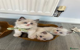 Ragdoll cats for sale: TICA Registered Ragdoll Kittens - Image 7