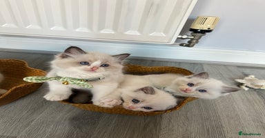 Ragdoll cats - Advert 2