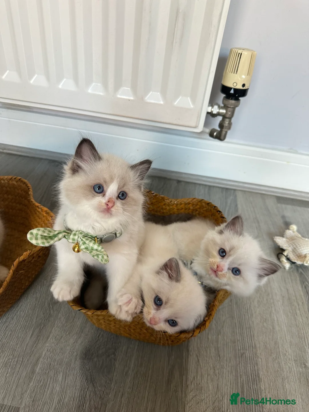 Ragdoll cats for sale:  ACTIVE CAT OR pet TICA Registered Ragdoll Kittens - Advert 20